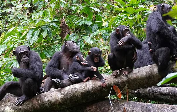 The language that chimpanzees speak